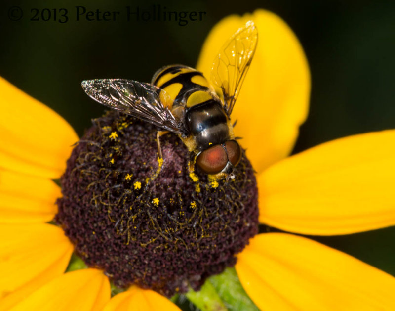 Transverse Flower Fly on Rudbeckia