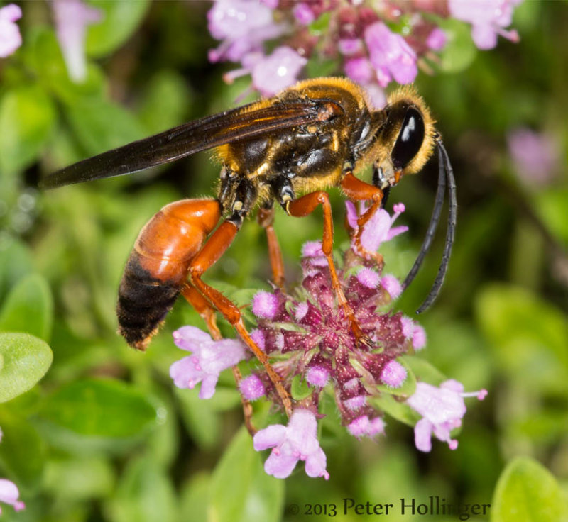 Great Golden Digger Wasp on thyme