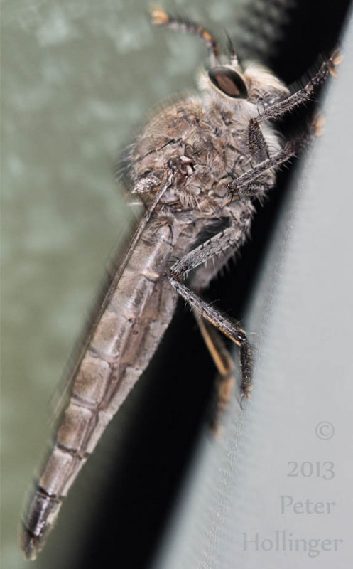 Robber Fly at Panum Crater