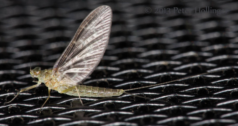Mayfly in August.