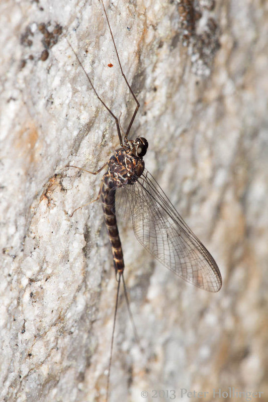 Mayfly at Tuolumne Meadow