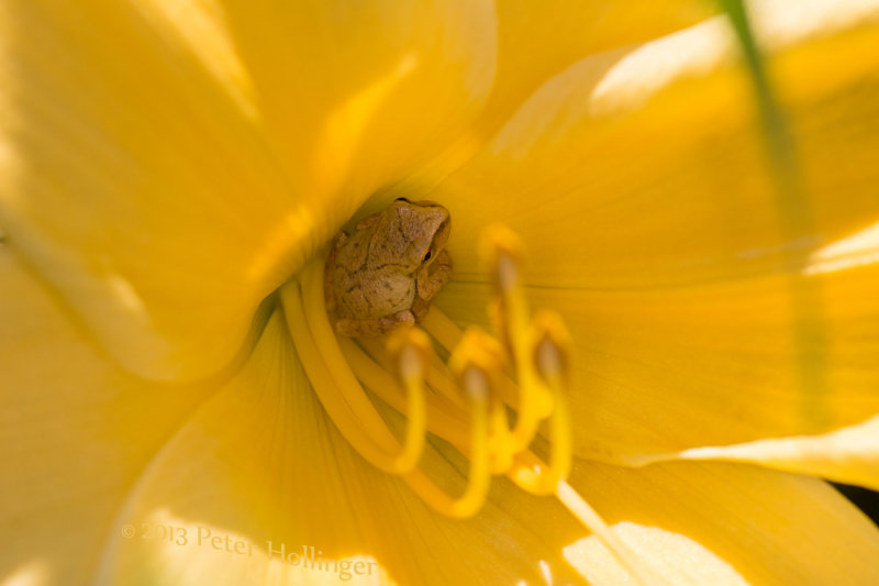 Spring Peeper in a Daylily
