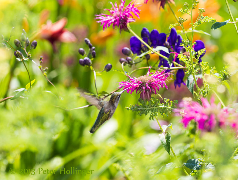 Hummingbird at purple bee balm