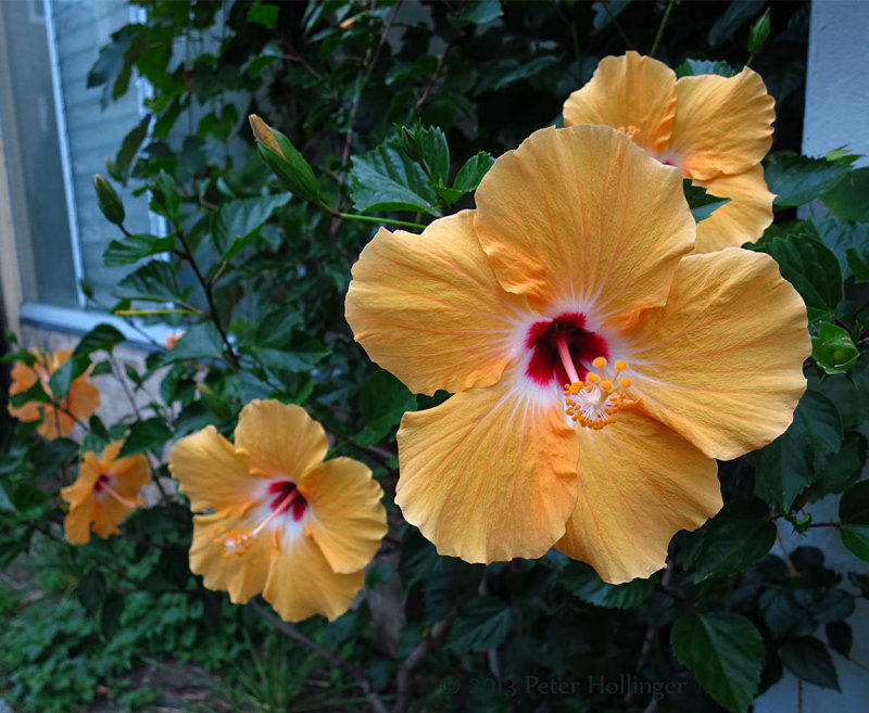 Hibiscus flowers at the Riccis