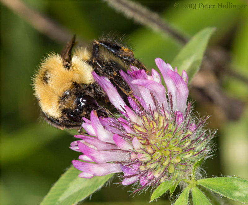 Bumblebee on Clover