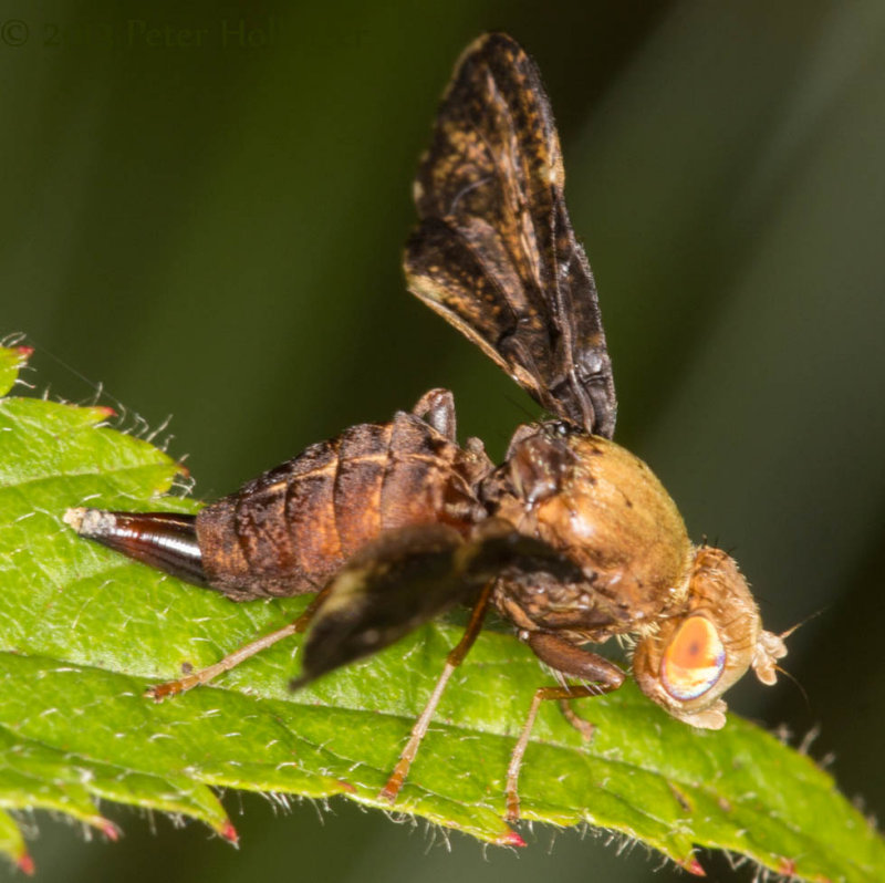 Eurosta comma