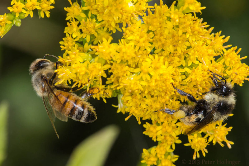 Honey Bee and Bumblebee on Goldenrod