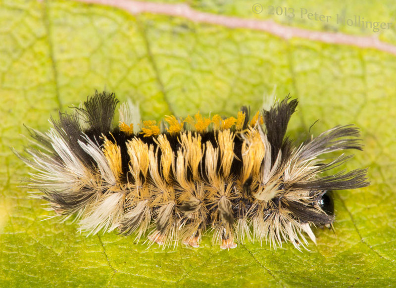Tussock moth caterpillar on milkweed