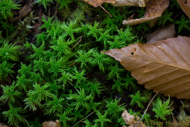 Sphagnum moss and beech leaf