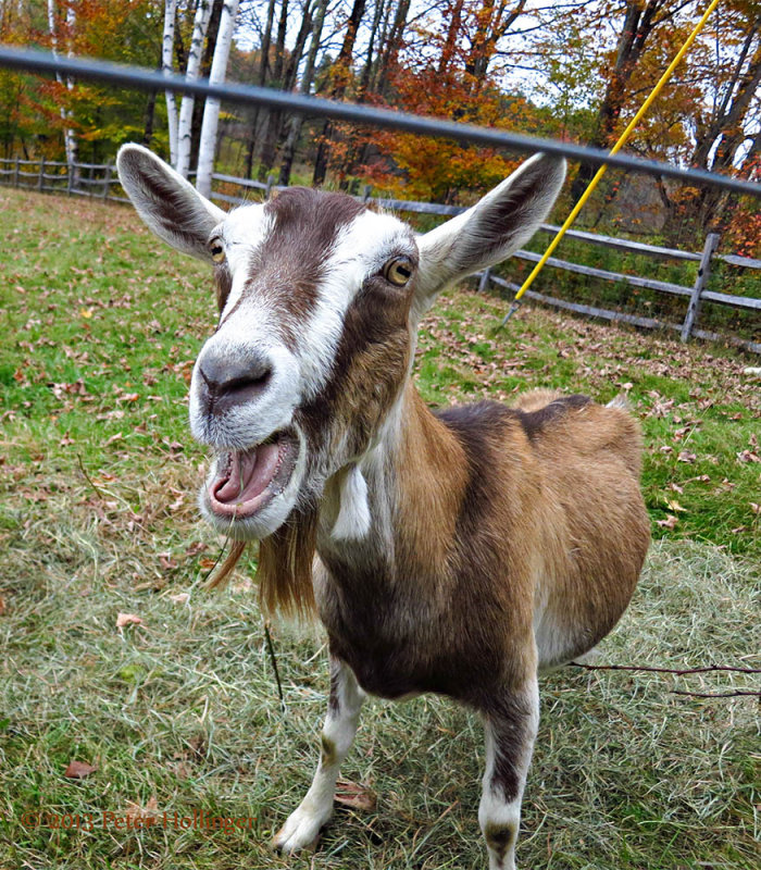 Goat on New Boston Rd