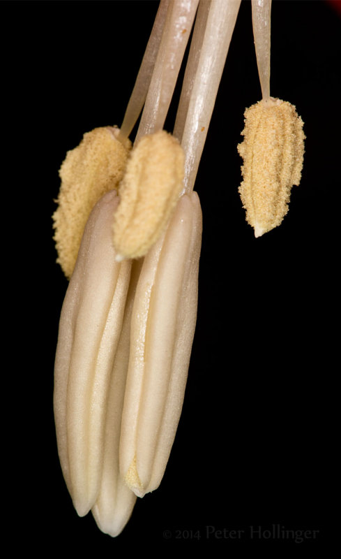 Fritillaria anthers