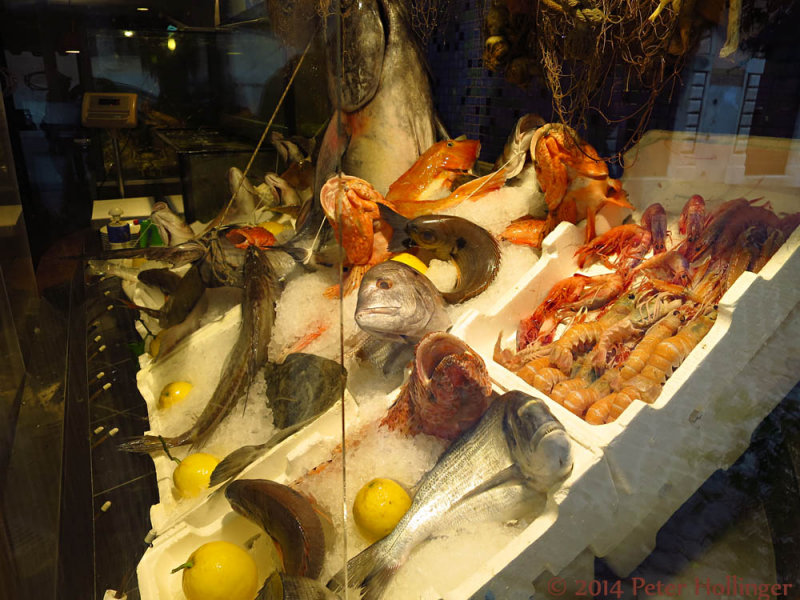 Fish display in a window