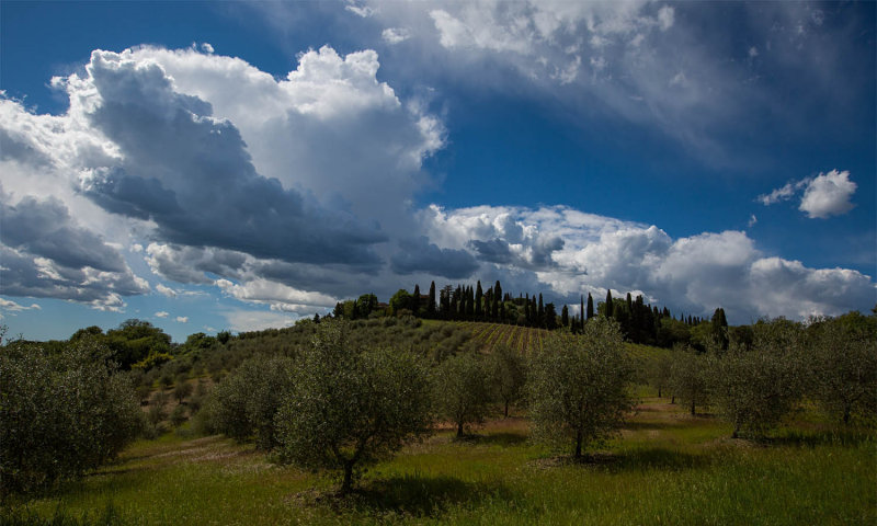 Vagliagli Sky Grapes Olives 