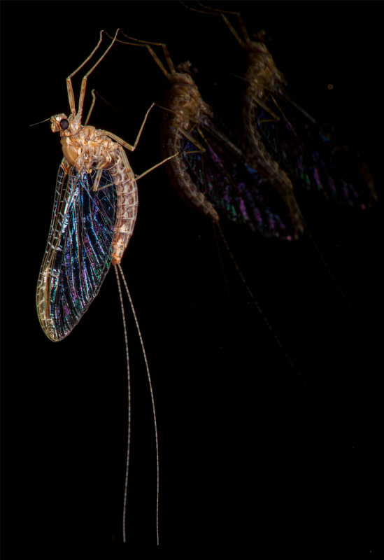 Tuscan Mayfly