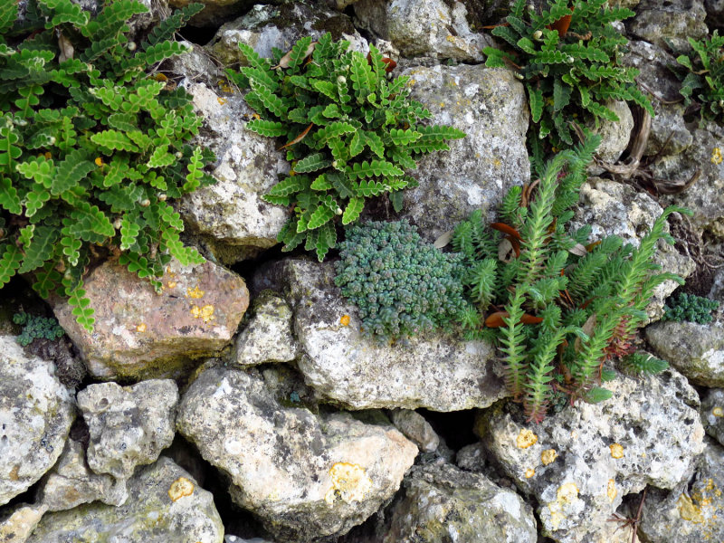 Montestigliano Ferns and Sedums