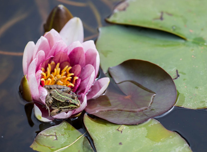 Frog on Waterlily