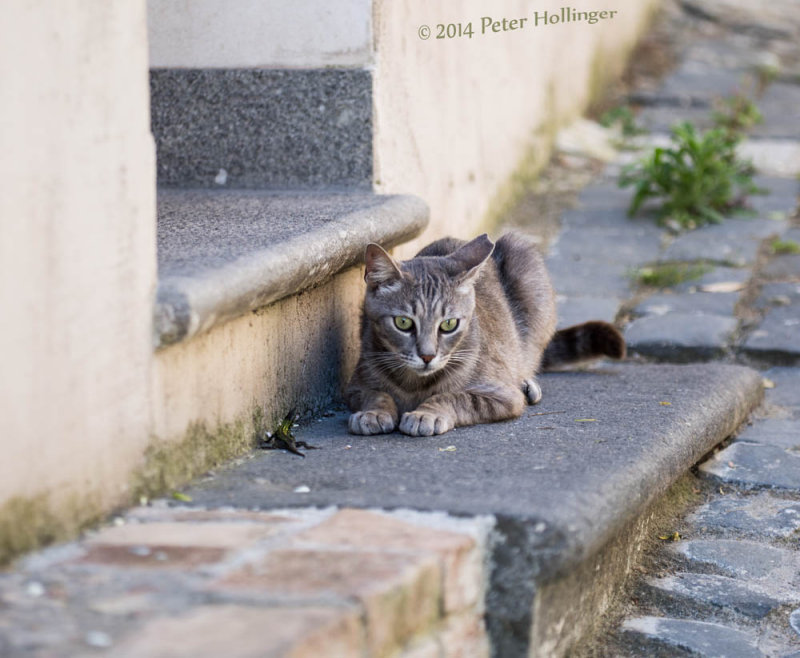 Cat playing with lizard in Bracciano