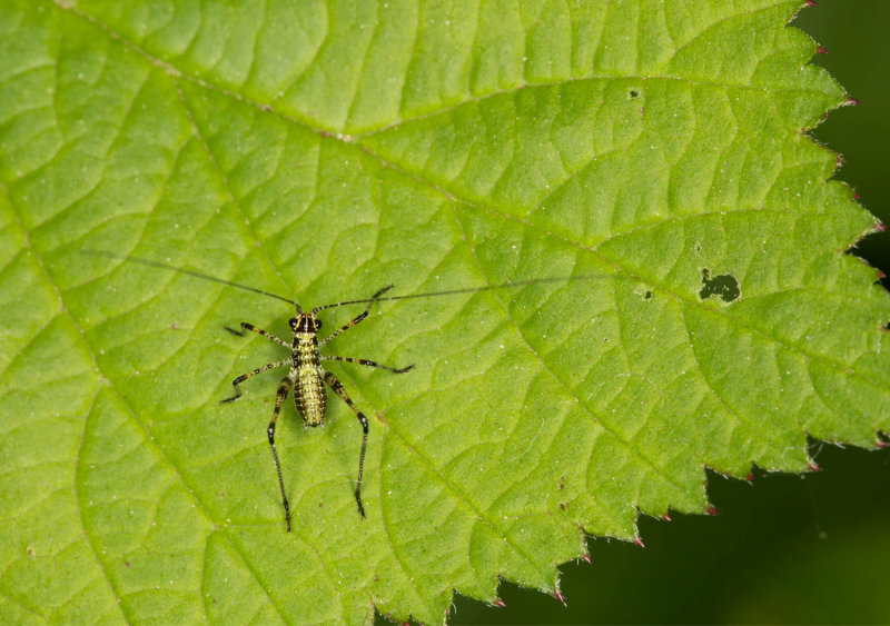 Bug Nymph