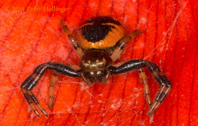 Synema globosum Crab Spider on Poppy Flower