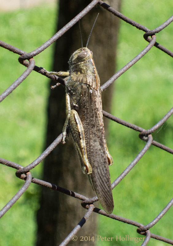  Egyptian Locust (Anacridium aegyptium)