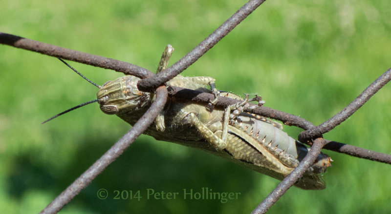 Italy 2014 Bugs