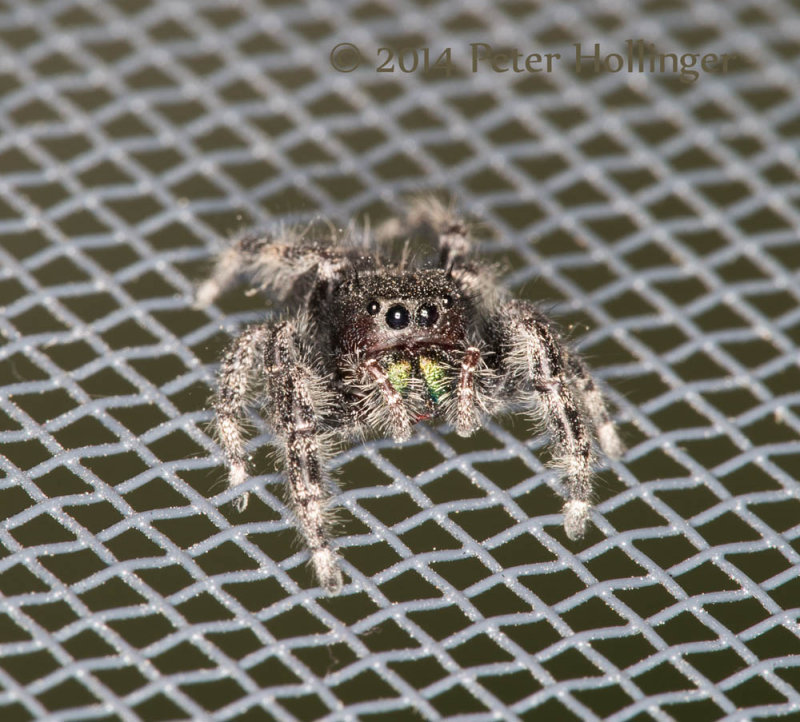 Miss Phidippus looked hungry ...