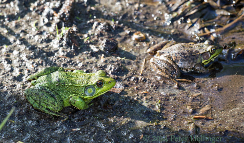 green and brown Green Frogs