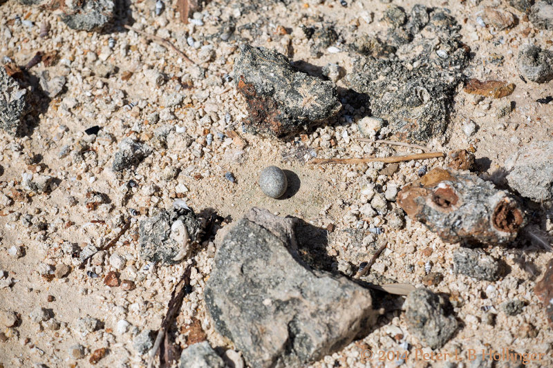 Antillean Nighthawk nest