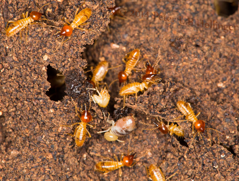 Termites