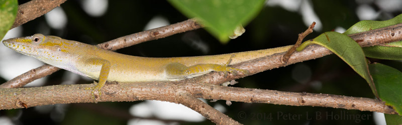 Anole on branch