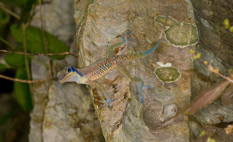 Colorful anole in karst cave country