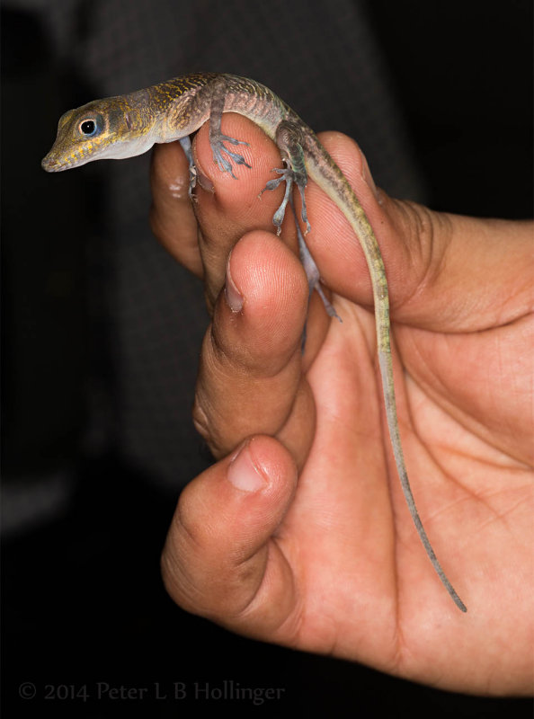 Female anole in Luis's hand