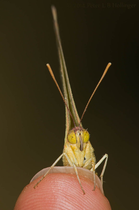 Sulfur Butterfly on fingertip