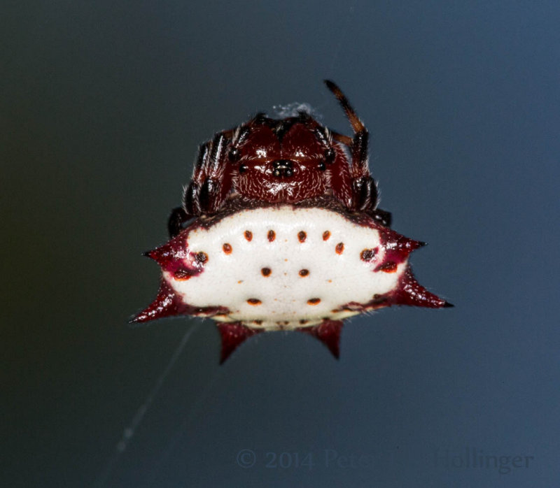 Spiny orb-weaver