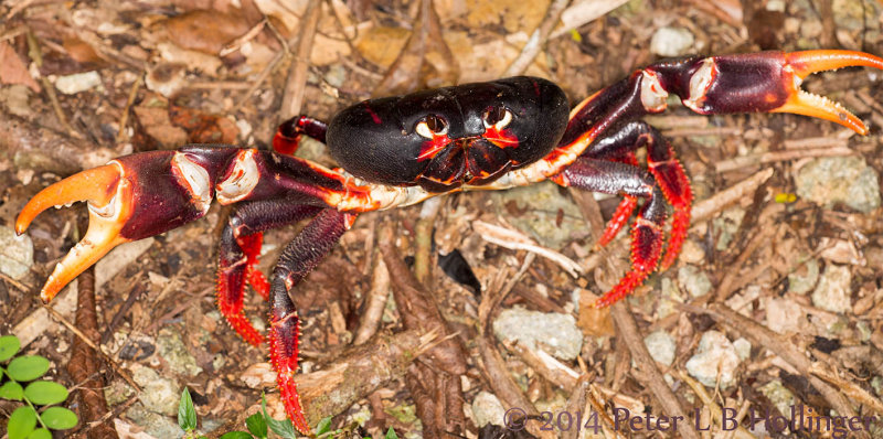 Toxic land crab