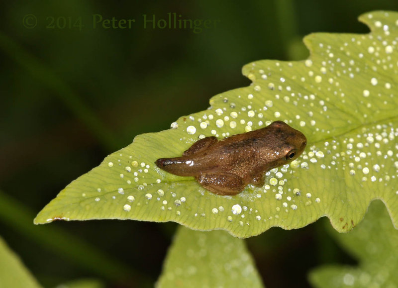 Spring Peeper with a tail