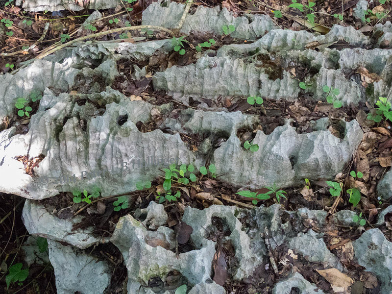 Limestone terrain with snail