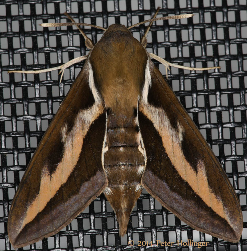 Galium Sphinx Moth (Hyles gallii)