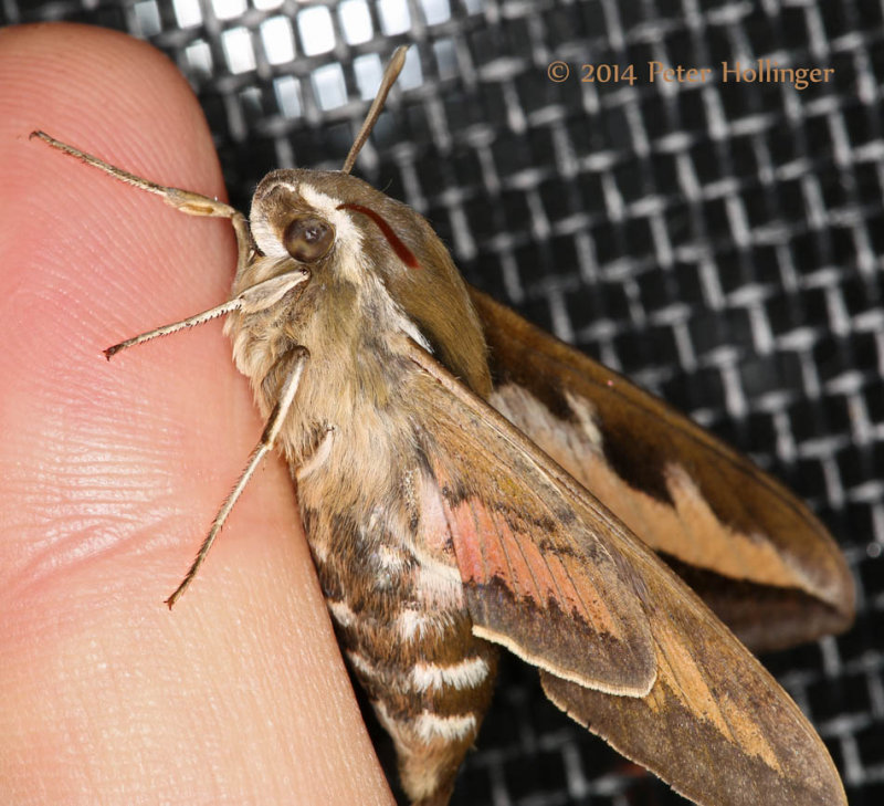 Galium Sphinx Moth (Hyles gallii)