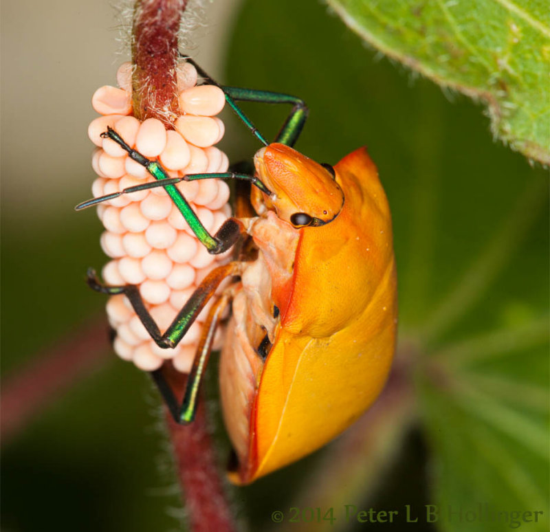 Hibiscus Harlequin Bug (Tectocoris diophthalmus) with eggs