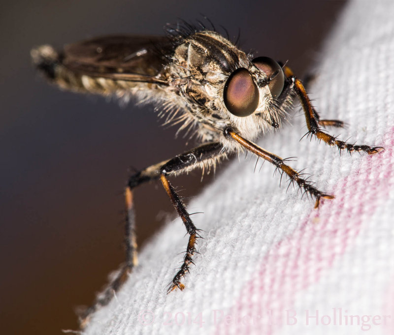 Little Robber Fly