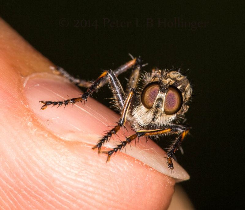 Little Robber Fly on Finger