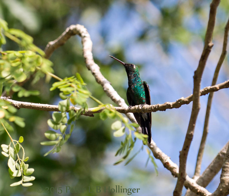 Cuban Emerald Hummingbird