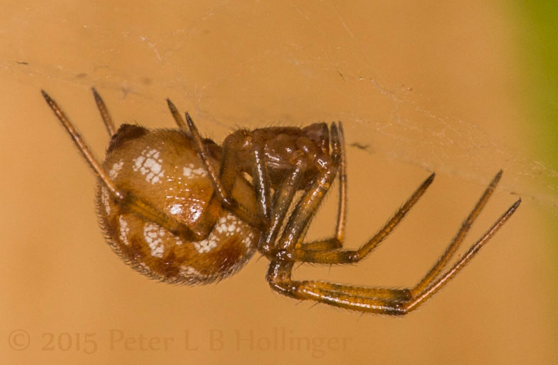 Little Cobwebby Spider