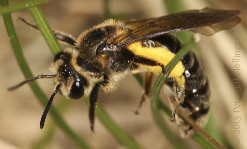 Kleptoparasatized(?) Andrena Bee