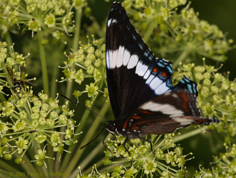 Limenitis arthemis White Admiral