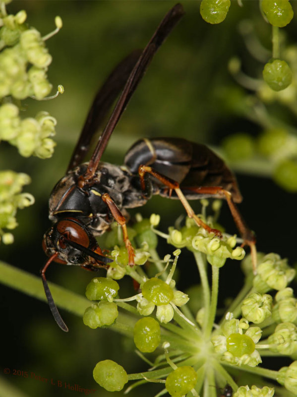 Polistes fuscatus