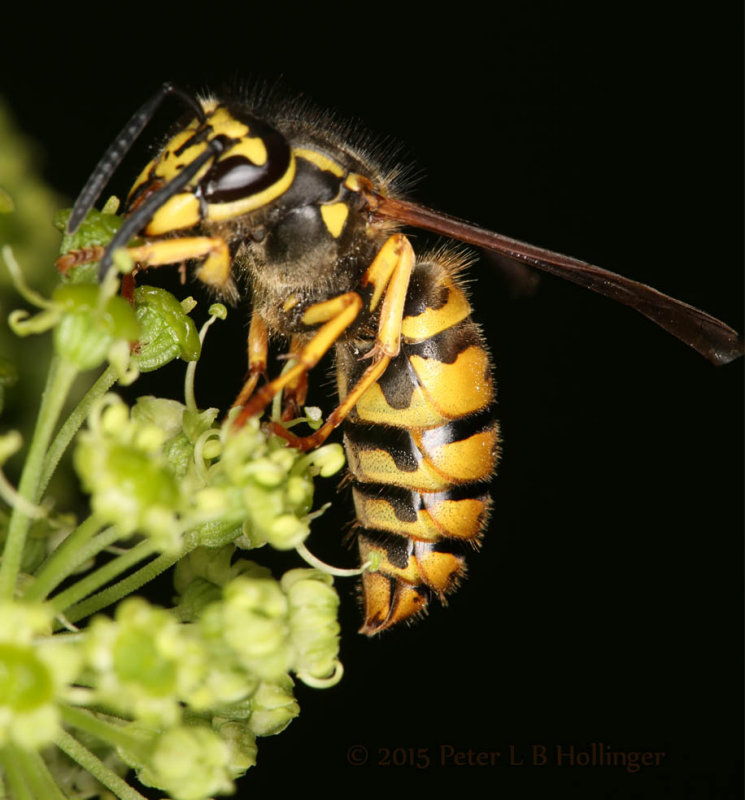 Yellow Jacket