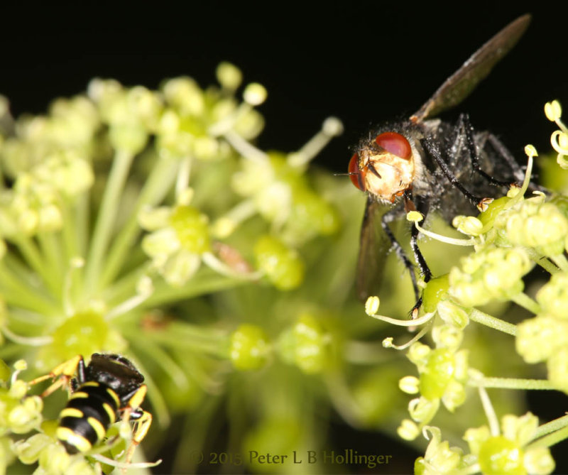 wasp and fly