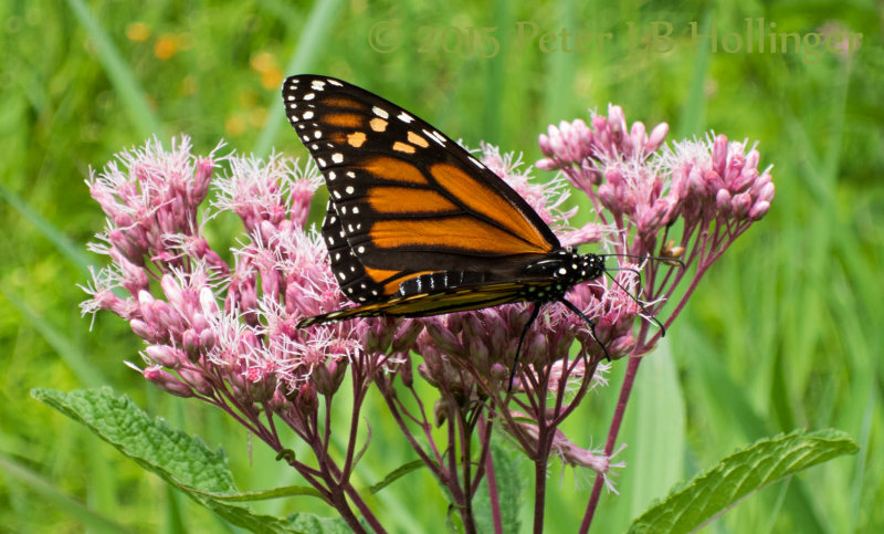 Monarch on joe-pye weed